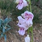 Penstemon palmeri flower picture by John Taylor (cc-by-sa)