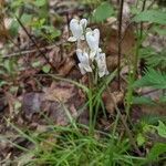 Dicentra canadensis flower picture by Matthias Foellmer (cc-by-sa)