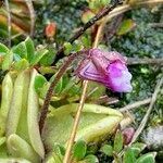 Pinguicula calyptrata flower picture by Fabien Anthelme (cc-by-sa)