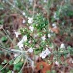 Origanum majorana flower picture by Castiglioni Augusta (cc-by-sa)
