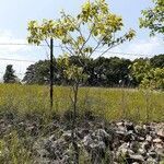 Diospyros virginiana habit picture by Aaron Harp (cc-by-sa)