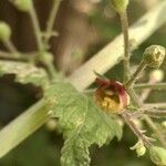 Scrophularia scorodonia flower picture by Fero Looxi (cc-by-sa)