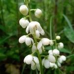 Pyrola elliptica flower picture by PT (cc-by-sa)