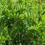 Astragalus cicer habit picture by Eylisia (cc-by-sa)