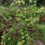 Hubertia ambavilla habit picture by Schnittler Martin (cc-by-sa)
