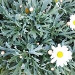 Argyranthemum frutescens leaf picture by EMANUELE ISNARDI (cc-by-sa)