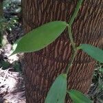Vanilla planifolia leaf picture by marie lacharme (cc-by-sa)