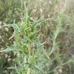 Scolymus hispanicus leaf picture by ALEJANDRO LOPEZ (cc-by-sa)