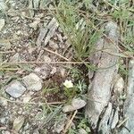 Ranunculus trichophyllus habit picture by Pedro Salgadinho (cc-by-sa)