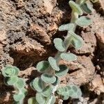 Antirrhinum molle leaf picture by Antonio (cc-by-sa)
