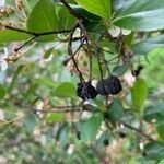 Aronia melanocarpa fruit picture by Marilyse Goulet (cc-by-sa)