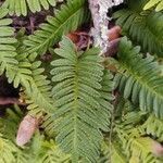 Polypodium virginianum leaf picture by Chris Griggs (cc-by-sa)