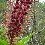 Schwartzia brasiliensis flower picture by Renato Lima (cc-by-nc-sa)