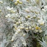 Artemisia absinthium fruit picture by Zugna Fulvio (cc-by-sa)