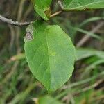 Ficus mauritiana leaf picture by S. Dufour-Kowalski (cc-by-sa)