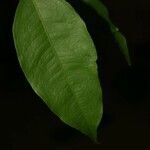 Eugenia gongylocarpa leaf picture by Jean-François Molino (cc-by-sa)