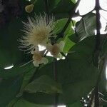 Syzygium aqueum flower picture by Chee Keong Chan (cc-by-sa)