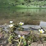 Ranunculus trichophyllus habit picture by Converio Fabio (cc-by-sa)