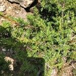 Juniperus communis flower picture by Yann Fichet (cc-by-sa)