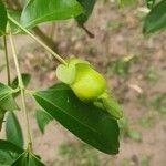 Eugenia involucrata fruit picture by Marco Aurelio (cc-by-sa)