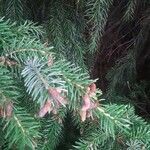 Picea rubens flower picture by Andrew Tannenbaum (cc-by-sa)