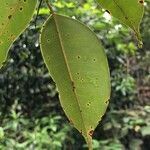 Dryobalanops aromatica leaf picture by Pierre Bonnet (cc-by-sa)
