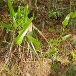 Smilax bona-nox leaf picture by Paris B (cc-by-sa)