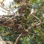 Ficus auriculata fruit picture by Dieter Albrecht (cc-by-sa)