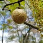 Quercus palustris fruit picture by William Coville (cc-by-sa)