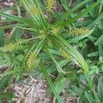 Cyperus odoratus leaf picture by Waldemar Edgar (cc-by-sa)