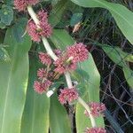 Dracaena fragrans flower picture by claire Felloni (cc-by-sa)