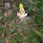 Onobrychis supina flower picture by Danielle MASSON (cc-by-sa)