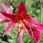 Rhodophiala bifida flower picture by Trap Hers (cc-by-sa)