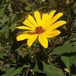 Helianthus hirsutus flower picture by Lara Lara Hill (cc-by-sa)