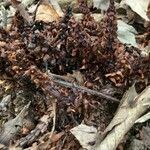 Conopholis americana fruit picture by chase doane (cc-by-sa)