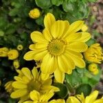 Chrysanthemum indicum flower picture by Krysz Tov (cc-by-sa)