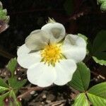 Fragaria chiloensis flower picture by Daniel Barthelemy (cc-by-nc)