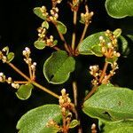 Heteropterys brachiata leaf picture by Nelson Zamora Villalobos (cc-by-nc)