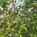 Ilex decidua fruit picture by Izzy Chafin (cc-by-sa)