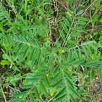 Indigofera arrecta leaf picture by susan brown (cc-by-sa)