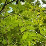 Guioa villosa leaf picture by nicoplant (cc-by-sa)