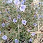 Cichorium spinosum flower picture by Ταχτά Άσπα (cc-by-sa)