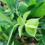 Helleborus viridis fruit picture by Mladen Glavic (cc-by-sa)