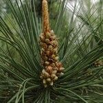 Pinus tabuliformis flower picture by Dieter Albrecht (cc-by-sa)