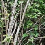 Berberis vulgaris habit picture by Rudolf Eberli (cc-by-sa)