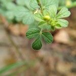 Cleome viscosa leaf picture by Jagadeeswaran Kannan (cc-by-sa)
