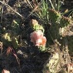 Opuntia polyacantha flower picture by Mary Lou Sagaser (cc-by-sa)