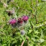 Arctium tomentosum flower picture by Ольга М. (cc-by-sa)