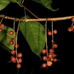 Alchornea latifolia fruit picture by Nelson Zamora Villalobos (cc-by-nc)