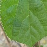 Grewia asiatica leaf picture by Tyagi Aashish (cc-by-sa)